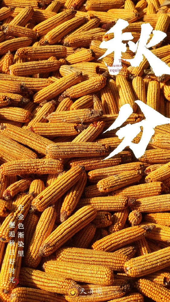 秋分下的天真园：在金色渐染中，邂逅秋日好时光。